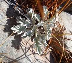 Jacobaea leucophylla