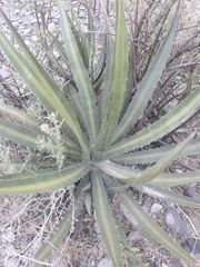 Agave univittata