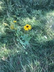 Rudbeckia hirta