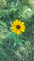 Rudbeckia hirta