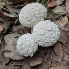 Lycoperdon mammiforme