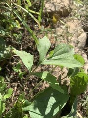 Ratibida pinnata