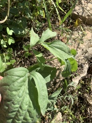 Ratibida pinnata