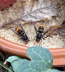 Vespa velutina