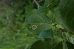 Stigmella plagicolella