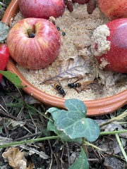 Vespa velutina