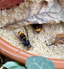 Vespa velutina