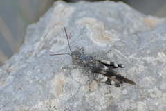Oedipoda germanica meridionalis