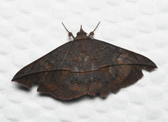 Anticarsia anisospila