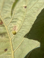 Caryomyia deflexipili