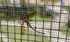 Toxotrypana curvicauda