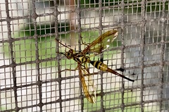 Toxotrypana curvicauda