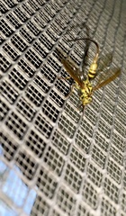 Toxotrypana curvicauda