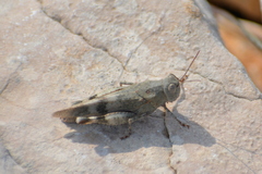Oedipoda germanica meridionalis