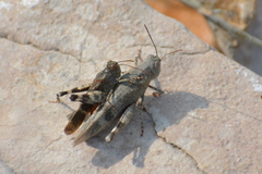 Oedipoda germanica meridionalis