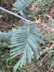 Acacia dealbata