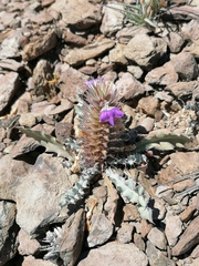 Acanthopsis dispermoides