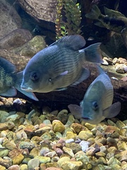 Paretroplus menarambo