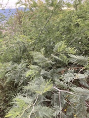 Acacia dealbata