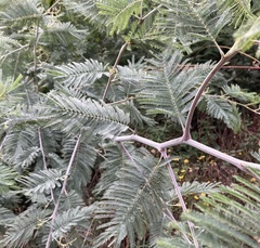 Acacia dealbata