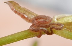 Lumbriculus variegatus