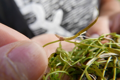 Lumbriculus variegatus
