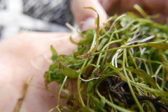 Lumbriculus variegatus
