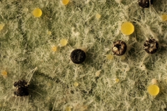 Phyllactinia fraxini