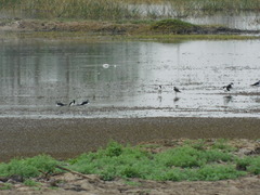 Himantopus mexicanus