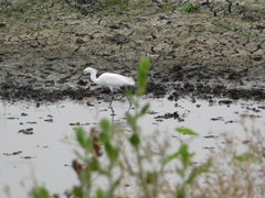 Egretta thula