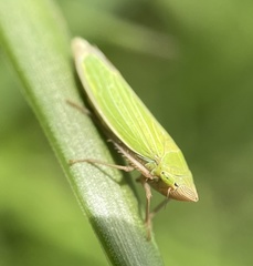 Draeculacephala crassicornis