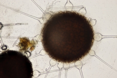 Phyllactinia fraxini