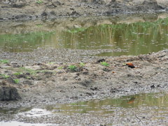Jacana jacana