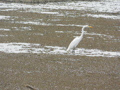 Ardea alba