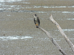 Rostrhamus sociabilis