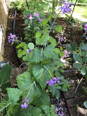 Lunaria