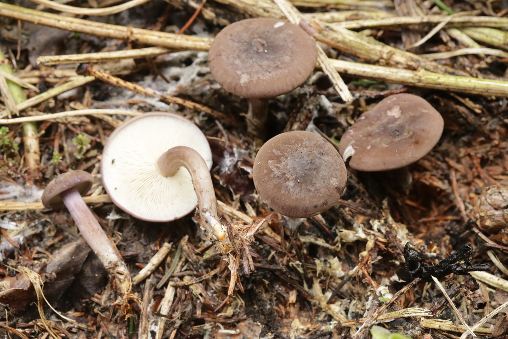 Calocybe obscurissima