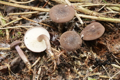 Calocybe obscurissima