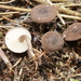 Calocybe obscurissima - Photo (c) bjoerns, some rights reserved (CC BY-SA), uploaded by bjoerns