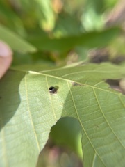 Caryomyia flaticrustum