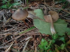 Entoloma cuneatum