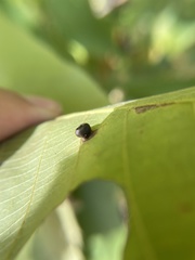 Caryomyia flaticrustum