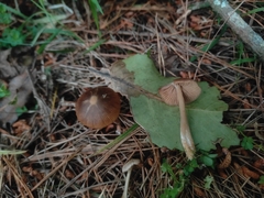 Entoloma cuneatum