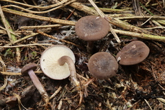 Calocybe obscurissima
