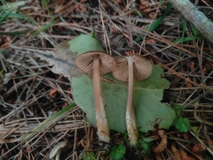 Entoloma cuneatum