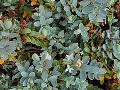 Veronica albicans