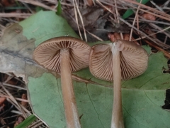 Entoloma cuneatum