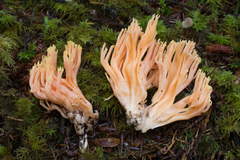 Ramaria leptoformosa