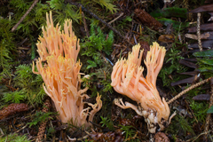Ramaria leptoformosa