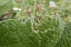 Phytomyza lappae